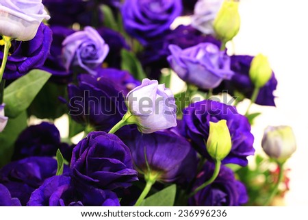 Purple roses and buds,closeup of purple roses in full bloom