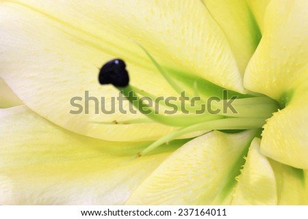 Easter Lily,Longflower Lily,closeup of yellow lily flower in full bloom