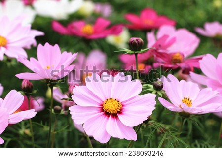 Cosmos flowers and buds,closeup of pink and red cosmos flowers blooming in the garden,Cosmos Bipinnata Hort