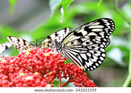 Large Tree Nymphs butterflies and flowers,two beautiful butterflies on the red flowers in garden,Paper Kite butterfly,Rice Paper butterfly