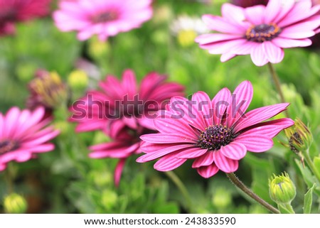 Blue-eyed Daisy,African Daisy,Cape Daisy,Spoon Daisy,red with purple African Daisy flowers in full bloom in the garden