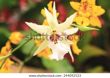 Orchid flowers,beautiful yellow orchid flowers blooming in the garden