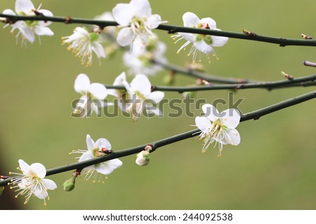 Plum flowers,Flowering plum,many beautiful white plum flowers blooming in the garden