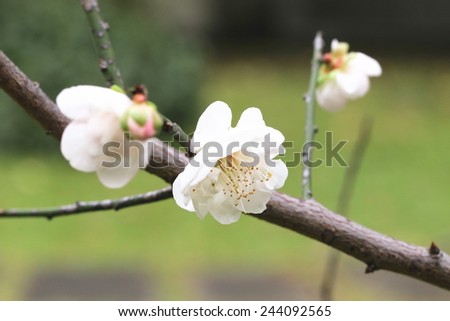 Plum flowers,Flowering plum,many beautiful white plum flowers blooming in the garden