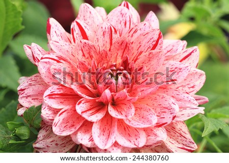 Dahlia flower,closeup of pink with red dahlia flower in full bloom in the garden