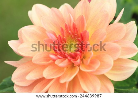 Dahlia flower,closeup of yellow with red dahlia flower in full bloom in the garden