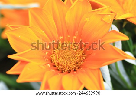 Chrysanthemum flower and raindrop,beautiful orange chrysanthemum flower in full bloom in the garden