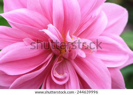 Dahlia flower,closeup of pink dahlia flower in full bloom in the garden
