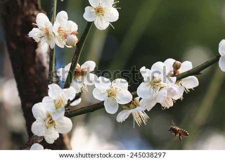 Plum flowers and bee,many beautiful white plum flowers blooming in the garden,Flowering plum