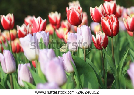 Tulip flowers and butterfly,many beautiful purple and red tulip flowers blooming in the garden,Curcuma,Common Tulipa,Common Garden Tulipa