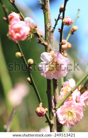 Plum flowers and buds,beautiful pink plum flowers blooming in the garden,,Flowering plum