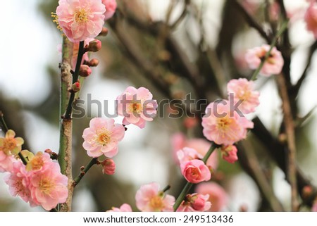 Plum flowers and buds,beautiful pink plum flowers blooming in the garden,,Flowering plum