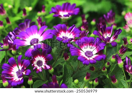 Cineraria flowers and buds,many beautiful purple with white cineraria flowers and buds blooming in the garden