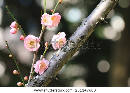 Chinese Plum,Japanese Apricot,pink flowers and buds,beautiful pink flowers blooming in the garden in spring