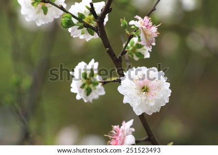 Dwarf Flowering Cherry,Dwarf Flowering Almond,beautiful white with pink flowers blooming in the garden