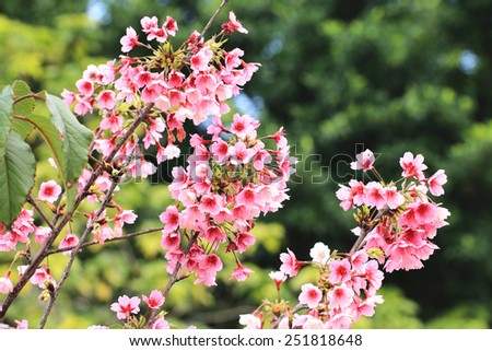 Fuji Cherry blossoms,many beautiful pink with red flowers blooming in the garden
