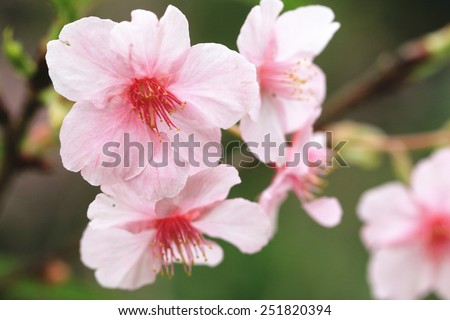 Japanese Flowering Cherry blossoms,closeup of beautiful pink with red flowers blooming in the garden