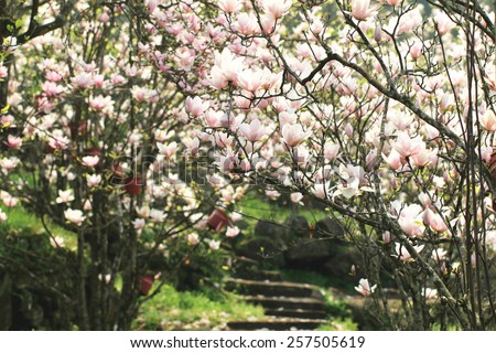 Lotus-flowered Magnolia,Large-flowered Magnolia,many beautiful pink flowers blooming in the countryside,Southern Magnolia,Loblolly Magnolia