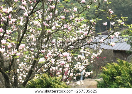 Lotus-flowered Magnolia,Large-flowered Magnolia,many beautiful pink flowers blooming in the countryside,Southern Magnolia,Loblolly Magnolia