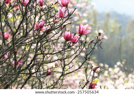 Lotus-flowered Magnolia,Large-flowered Magnolia,many beautiful red flowers and buds blooming in the countryside,Southern Magnolia,Loblolly Magnolia