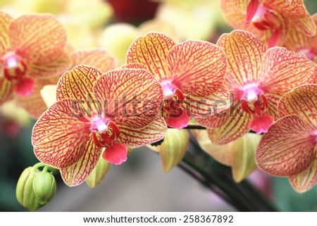Phalaenopsis,Moth Orchid flowers,beautiful red with yellow flowers in full bloom in the garden in spring