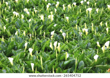 Calla lily,many beautiful white flowers blooming in the garden in spring,arum lily,gold calla