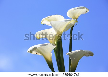 Calla lily,beautiful white flowers in full bloom with blue sky in spring,arum lily,gold calla