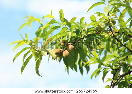 Sweet peach fruits growing on the peach tree branch in spring