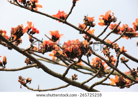 Flowers of red silk-cotton tree,closeup,many flowers blooming on the tree branch in a park in spring,cotton tree,common bombax