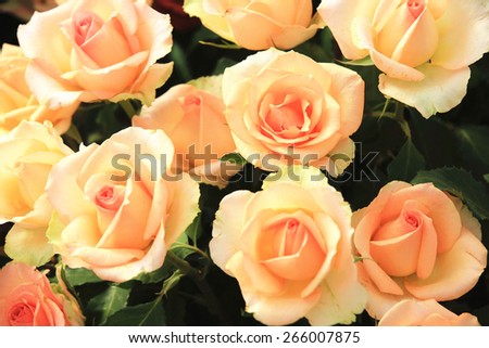 Yellow with orange roses,beautiful roses in full bloom in the garden in spring,closeup