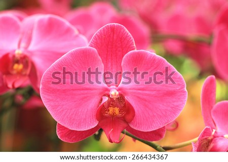 Phalaenopsis,moth orchid flowers,beautiful red flowers in full bloom in the garden in spring,closeup