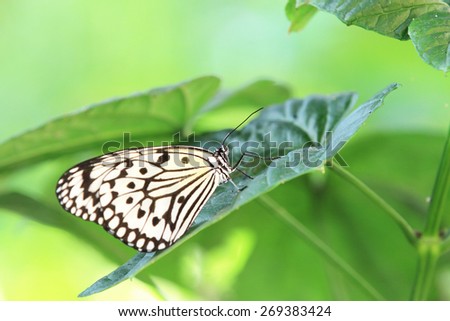 Large Tree Nymphs butterfly and green leaf,a beautiful butterfly on the green leaf in garden in spring,Paper Kite butterfly,Rice Paper butterfly