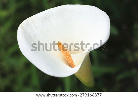 Calla Lily,Arum Lily,Gold Calla,closeup of beautiful white flower blooming in the garden in summer