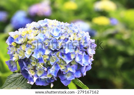 Hydrangea,Big-leaf Hydrangea,Laurustinus,beautiful blue with yellow flowers blooming in the garden in summer