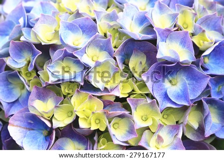 Hydrangea,Big-leaf Hydrangea,Laurustinus,background of purple with yellow natural flowers in full bloom,closeup