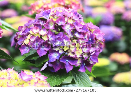 Hydrangea,Big-leaf Hydrangea,Laurustinus,beautiful purple with yellow flowers blooming in the garden in summer
