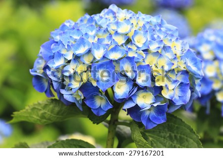Hydrangea,Big-leaf Hydrangea,Laurustinus,beautiful blue with yellow flowers blooming in the garden in summer