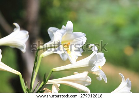 Easter Lily,Longflower Lily,beautiful white lily flowers blooming in the garden in summer,closeup