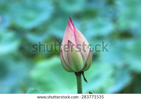 Lotus flower bud,beautiful purple with yellow flower bud growing in the pond in summer