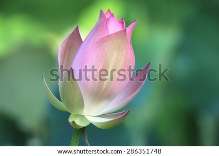 Lotus,beautiful pink lotus flower blooming in the pond in summer,closeup