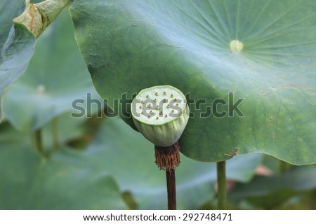 Lotus seed pod and leaves,Lotus pod growing in the pond with green leaves
