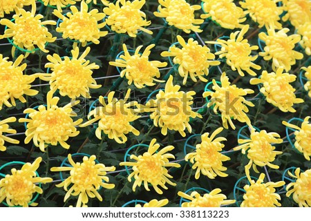 Yellow chrysanthemum flowers,beautiful yellow flowers blooming in the garden in autumn