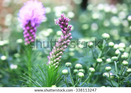 Dense Blazing Star,beautiful purple flowers blooming in the garden in autumn,closeup,Spiked Gay feather,Button Snake-root