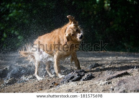 Dog shaking water off its body