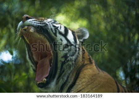 A tiger roars showing his mouth with teeth cut