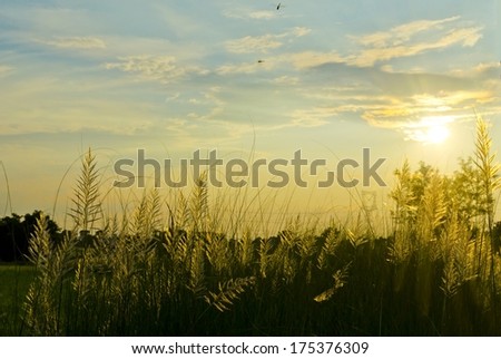farmland with weed and crops reflecting yellow beam of sun. Chhattisgarh, India.