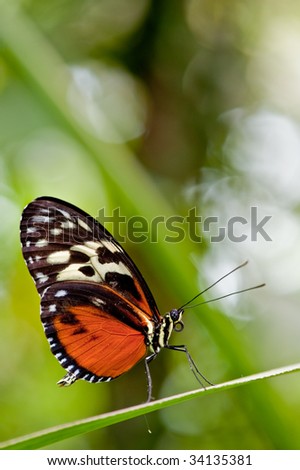 A red and black colored butterfly resting on a green leave