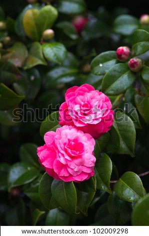 tree form camellia