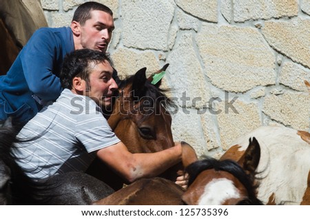 PONTEVEDRA, SPAIN - AUGUST 5: Unidentified horsemen (Loitadores) attempt to immobilize a wild horse, to cut the mane, in a traditional \