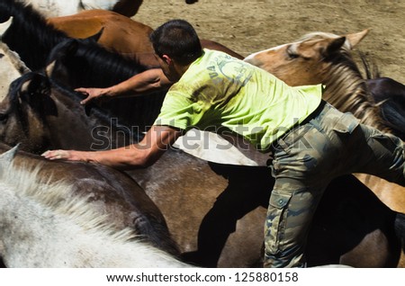 PONTEVEDRA, SPAIN-AUG 5: Unidentified horseman tries riding without a saddle, a wild horse, to cut the mane, in a traditional \